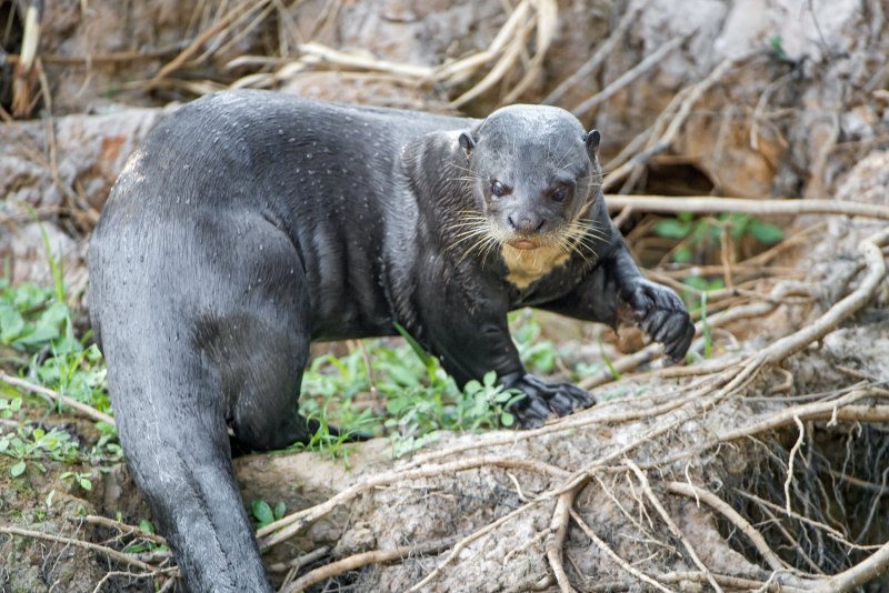 Гигантская выдра (Pteronura Brasiliensis)