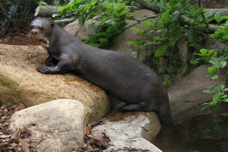Giant Otter (Pteronura Brasiliensis)