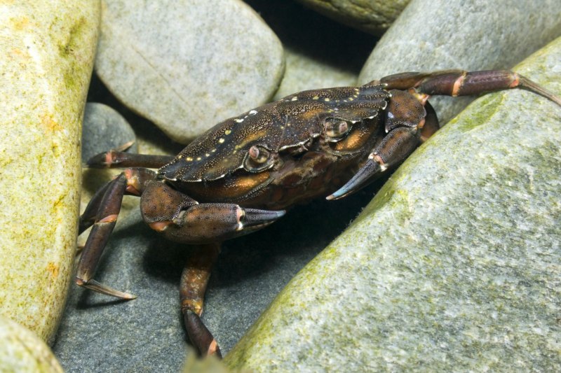Carcinus aestuarii
