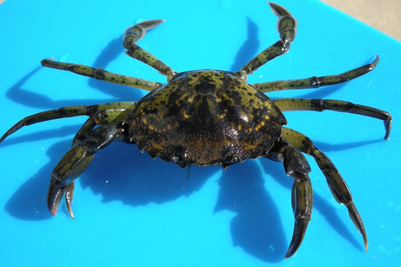 Краб Carcinus Maenas