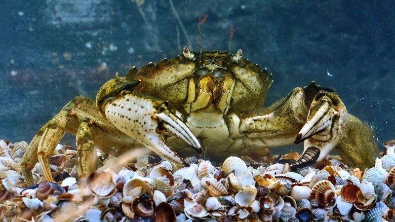 Травяной краб (Carcinus Maenas)