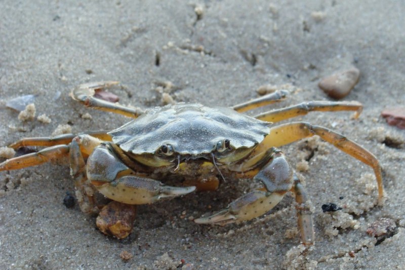 Мраморный краб черного моря