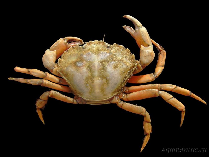 Carcinus Maenas