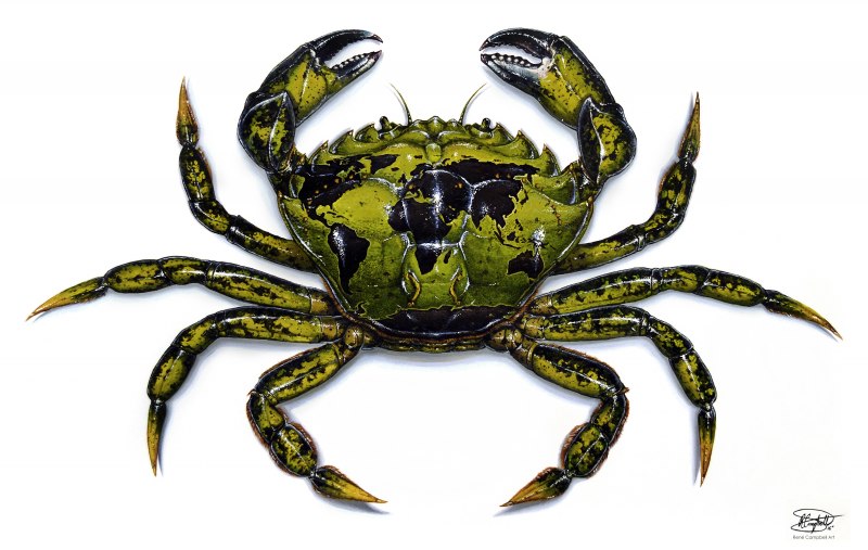 Carcinus aestuarii