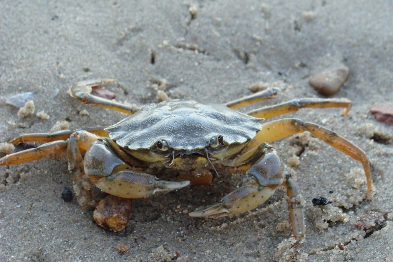 EIDAMIA catenulata