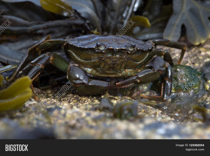 Carcinus aestuarii
