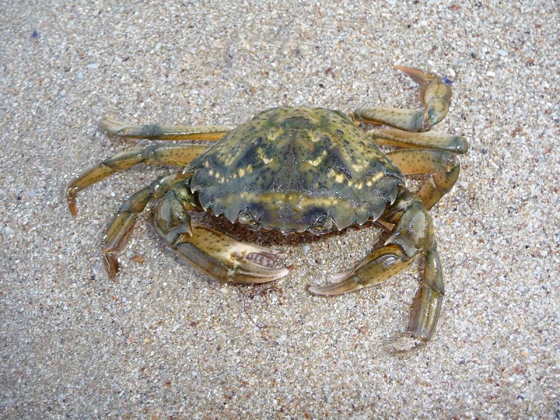 Краб Carcinus Maenas