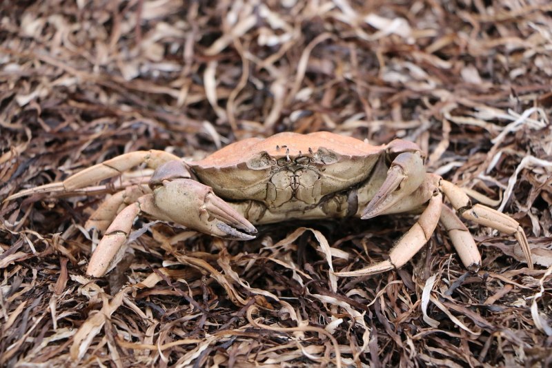 Краб Carcinus Maenas
