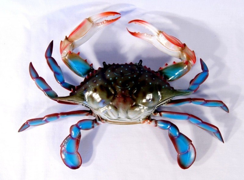 Морские Крабы зелёный