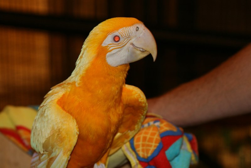 Cockatiel and Budgie
