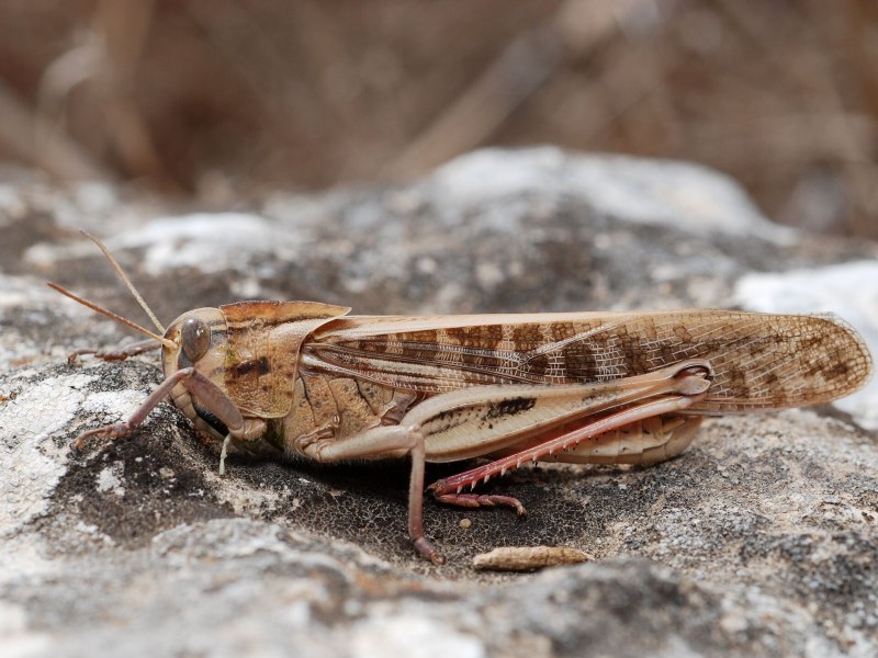 Anacridium aegyptium