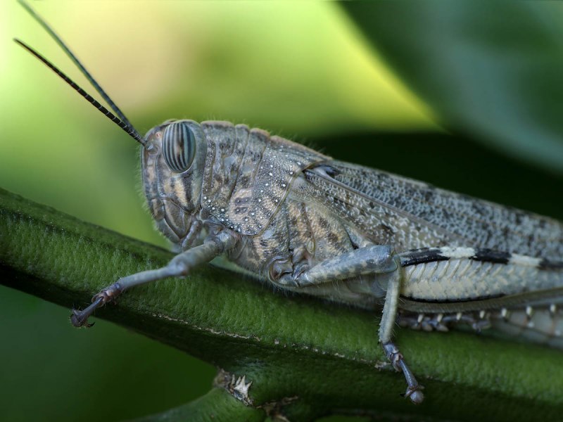 Anacridium aegyptium