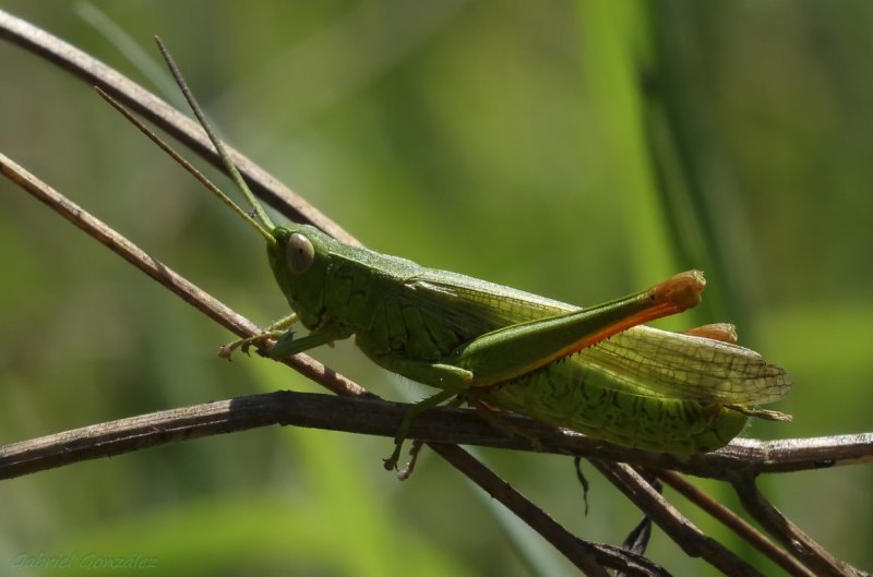 Anacridium aegyptium
