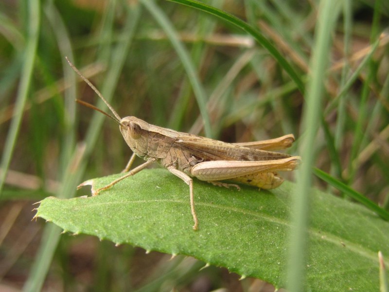 Anacridium aegyptium