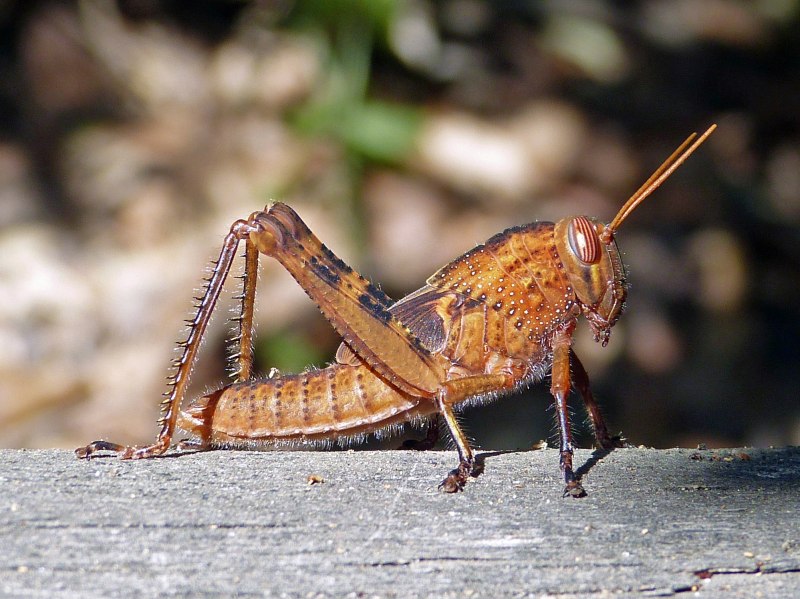 Саранча Перелетная locusta migratoria