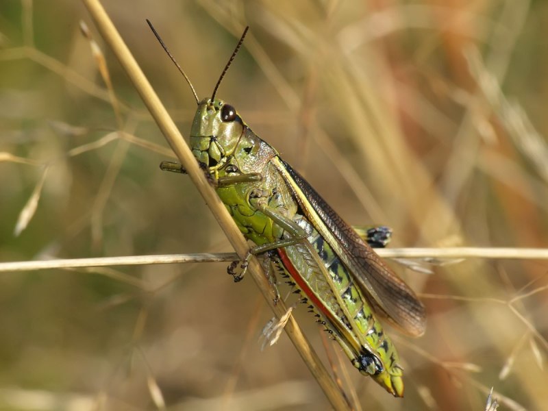 Семейство саранчовые (Acrididae)