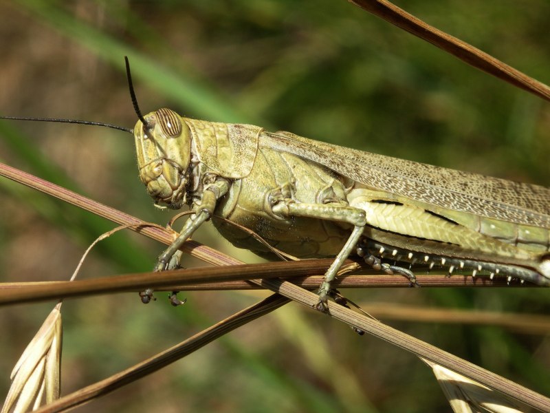 Саранча Перелетная locusta migratoria