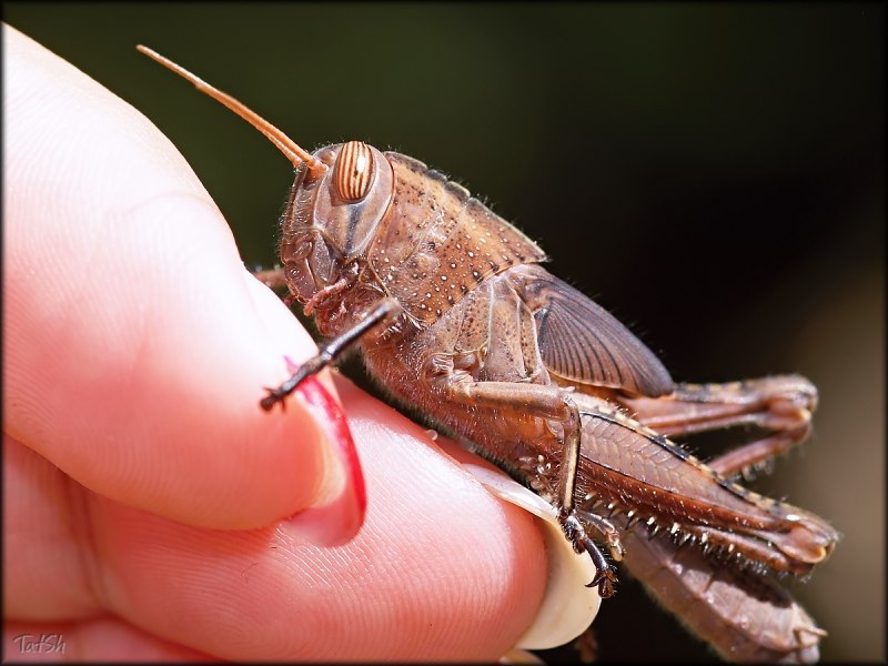 Calliptamus italicus