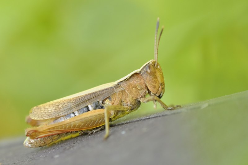 Anacridium aegyptium