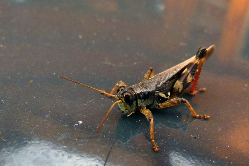 Anacridium aegyptium