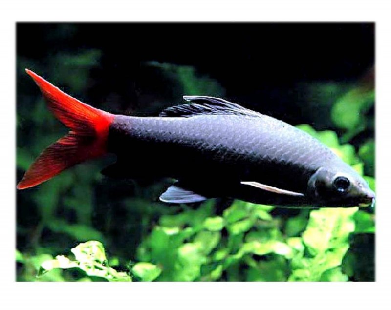 Лабео двухцветный (Epalzeorhynchos bicolor) SM (3,5-4,5 см)