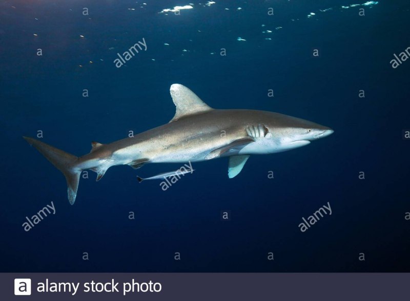 Tiger Shark Sculpture