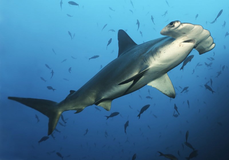 Рыба Copper Shark