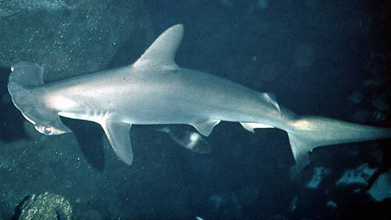 Carcharhinus brachyurus