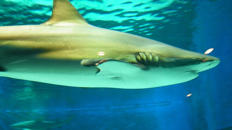 Как выглядит бронзовая акула (70 фото)