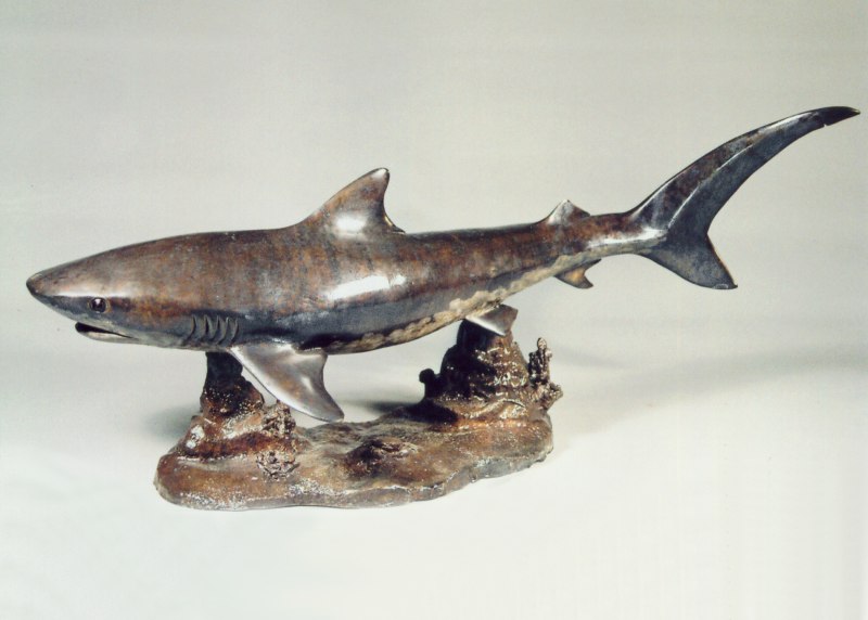1024 576 Tiger Shark