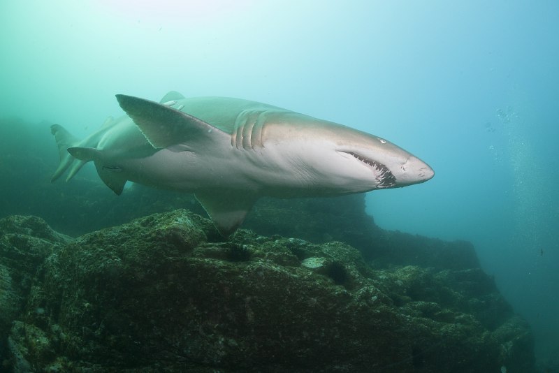Большая белая акула (Carcharodon carcharias)