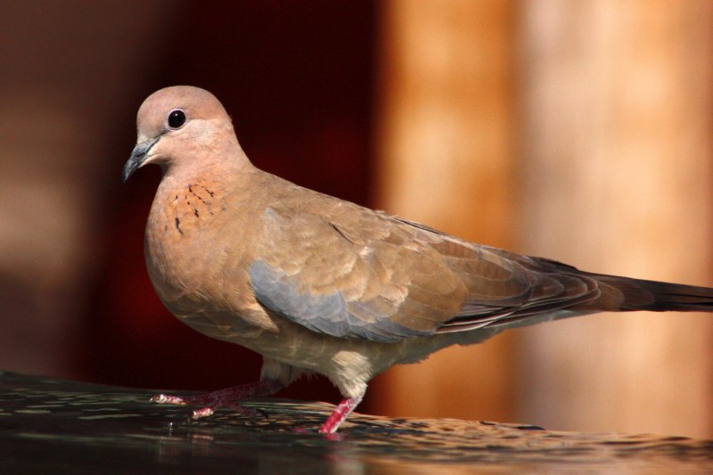 Streptopelia risoria