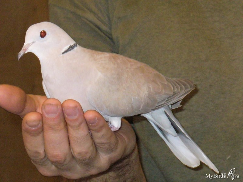 Peaceful dove