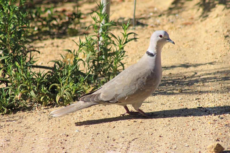 Малая Горлица (Streptopelia senegalensis)