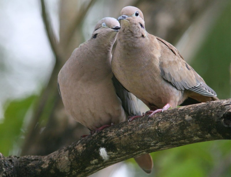 Обыкновенная Горлица (Streptopelia Turtur)