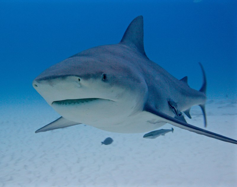 Никарагуанская акула Carcharhinus nicaraguensis