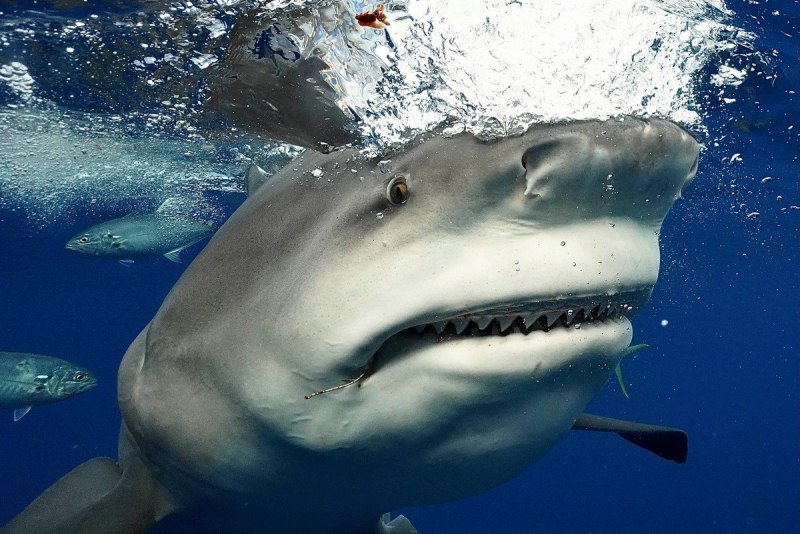 Carcharhinus leucas