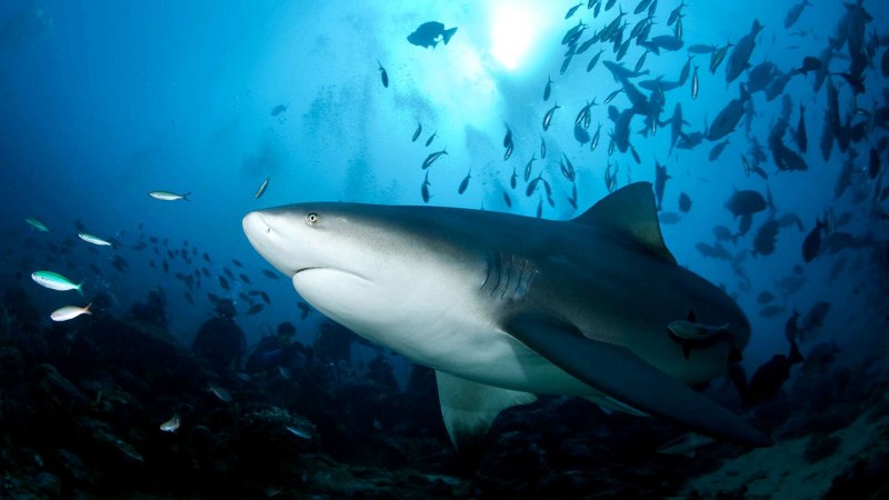 Никарагуанская акула Carcharhinus nicaraguensis