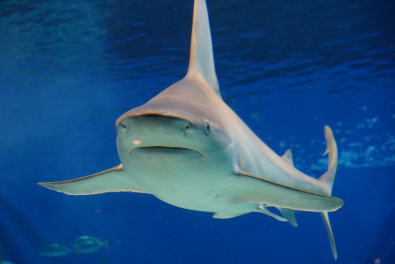 Bull Shark акула