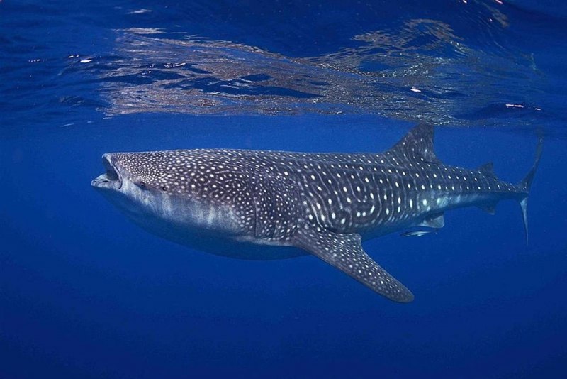 Китовая акула Rhincodon typus