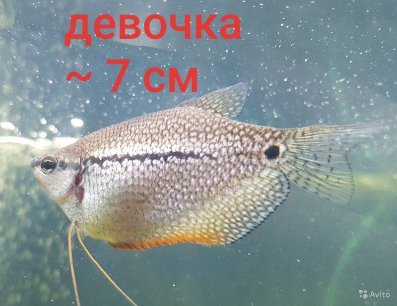 Малек гурами 2 неделимольки
