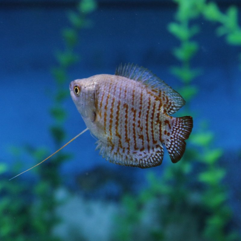 Гурами ворчащий Trichopsis vittata