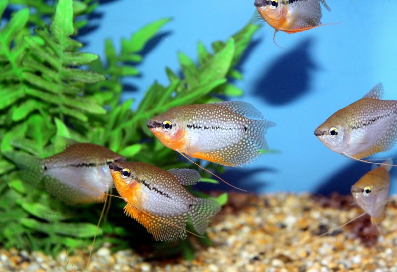 Гурами ворчащий Trichopsis vittata