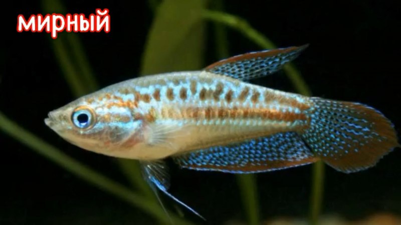 Карликовые гурами аквариумная рыбка