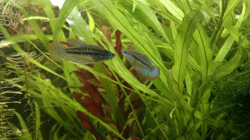 Гурами карликовый Пумила (Trichopsis pumila)
