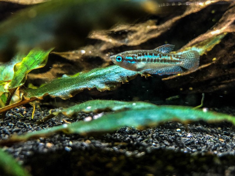 Trichopsis pumila