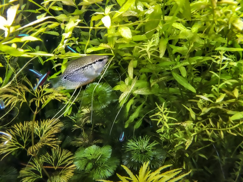 Trichopsis pumila