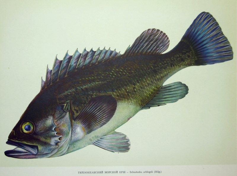 Тихоокеанский морской Ерш