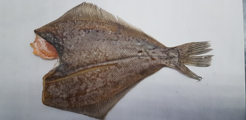 Морской Ерш скорпена Черноморский