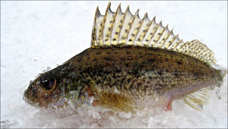 Ёрш рыба морской Мурманский